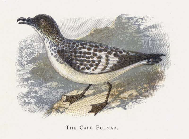 El Fulmar del Cabo de Alexander Francis Lydon