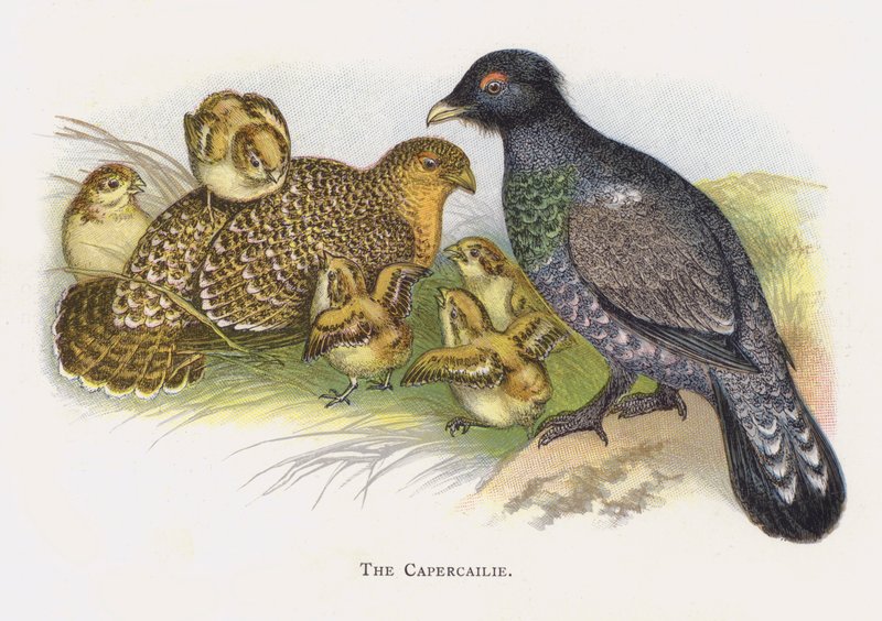 El urogallo de Alexander Francis Lydon