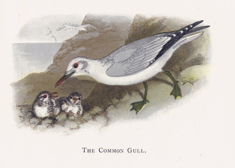 La Gaviota Común de Alexander Francis Lydon