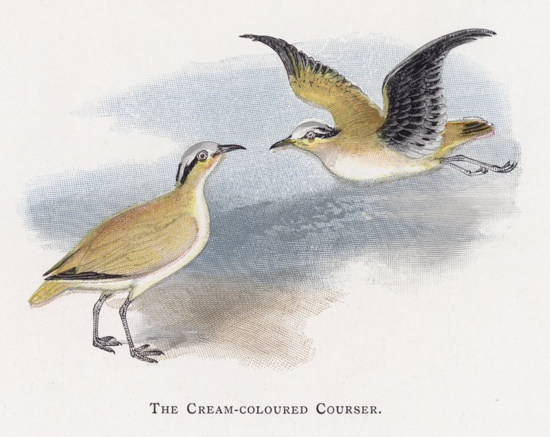 El Corredor Sahariano de Alexander Francis Lydon