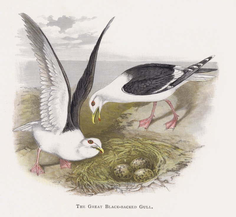 La gaviota tridáctila de Alexander Francis Lydon
