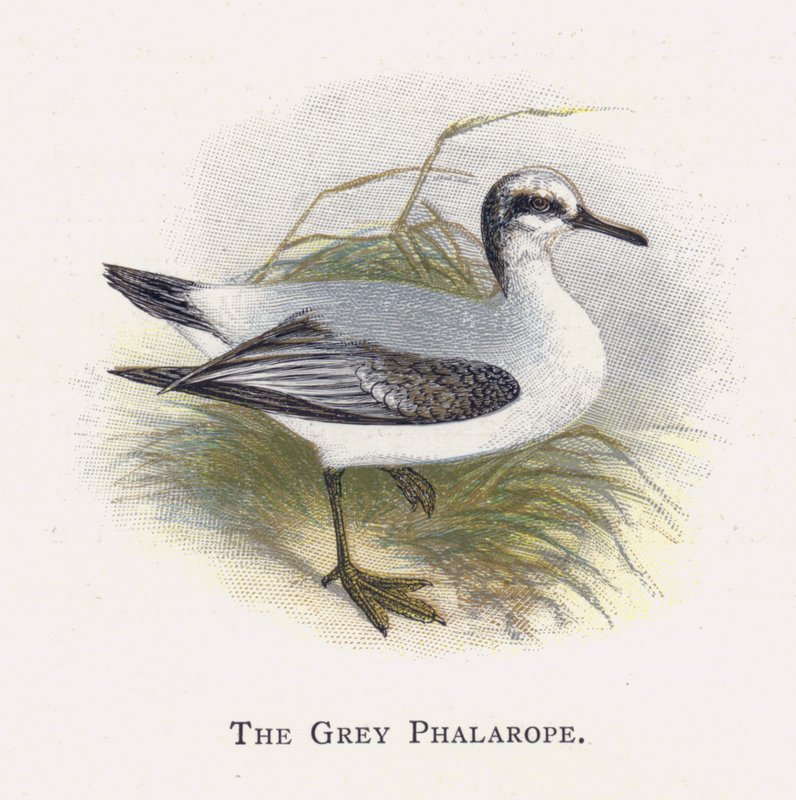 El Falaropo Gris de Alexander Francis Lydon