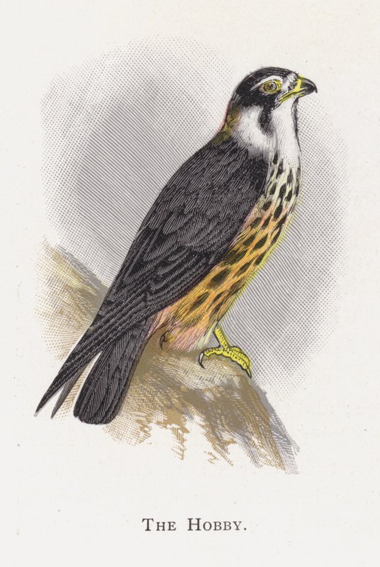 El Alcotán de Alexander Francis Lydon