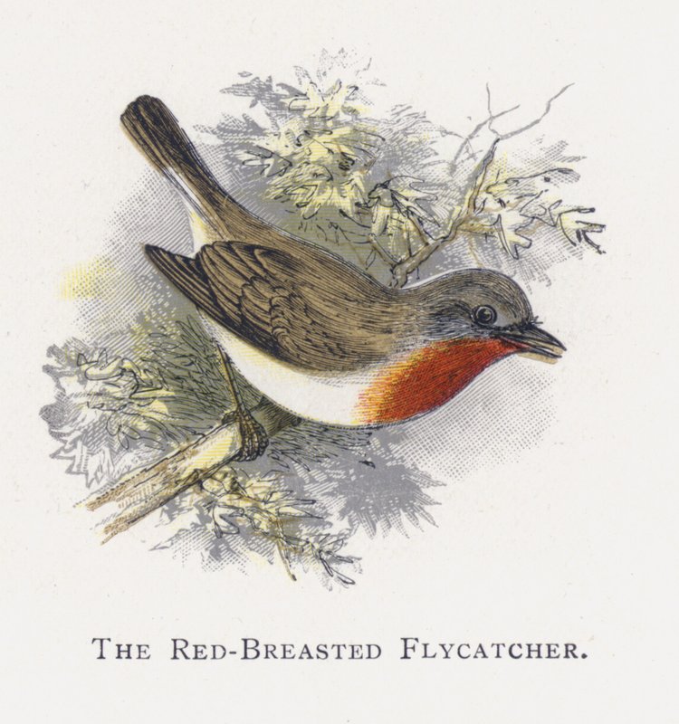 El Papamoscas Pechirrojo de Alexander Francis Lydon