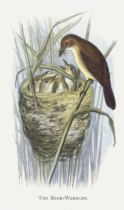 El Carricero Común de Alexander Francis Lydon
