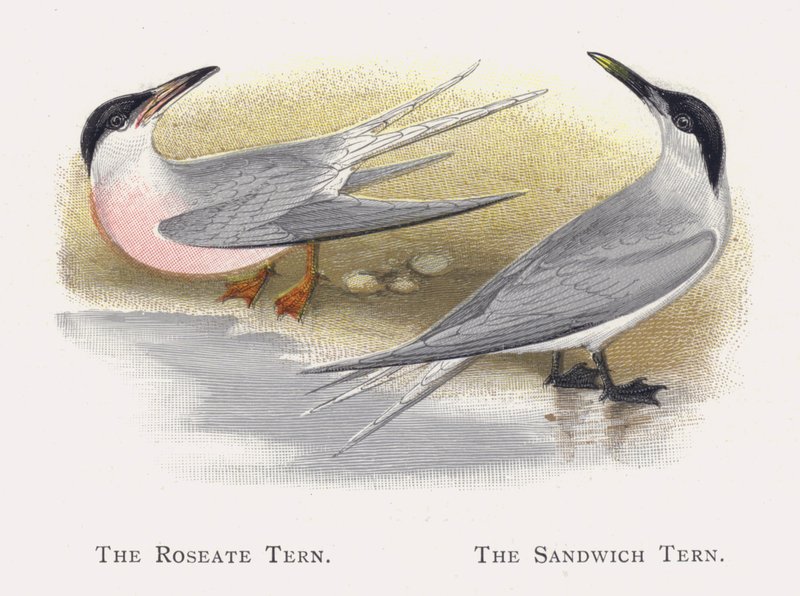 El Charrán Rosado, El Charrán de Sandwich de Alexander Francis Lydon