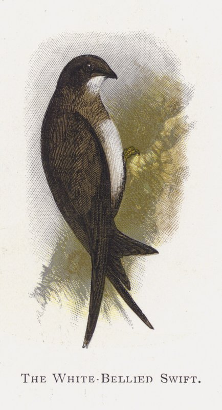 El Vencejo de Vientre Blanco de Alexander Francis Lydon