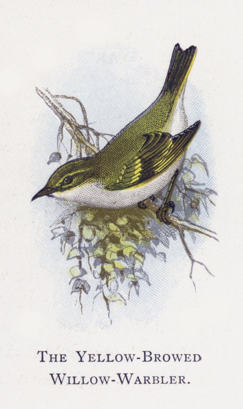 El Mosquitero Bilistado de Alexander Francis Lydon