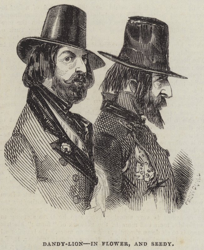 Diente de León, en Flor, y Semillas de Alfred Crowquill