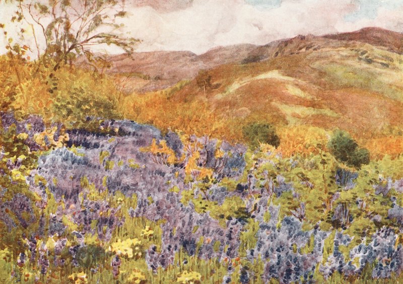 Distrito de los Lagos: Wild Hyacinths (litografía en color) de Alfred Heaton Cooper