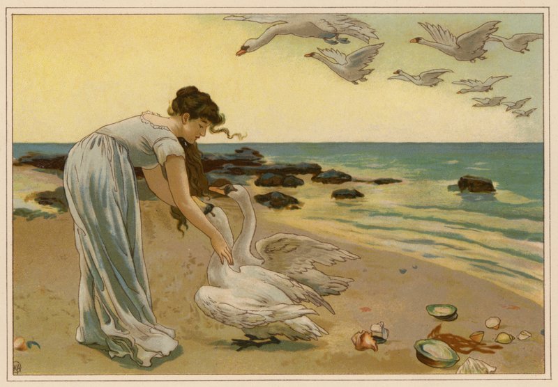 Los cisnes blancos (cromolito) de Alice Havers