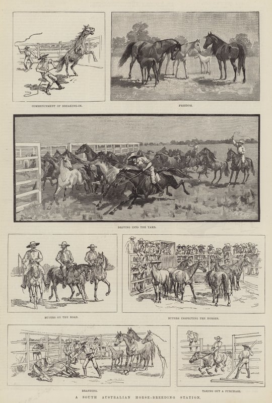 Una estación de cría de caballos en Australia del Sur de Amedee Forestier