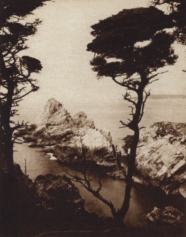 California: Ciprés de Monterey de American Photographer (after)