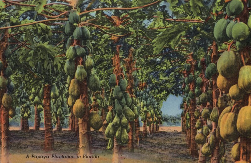Plantación de papaya, Florida de American Photographer (after)