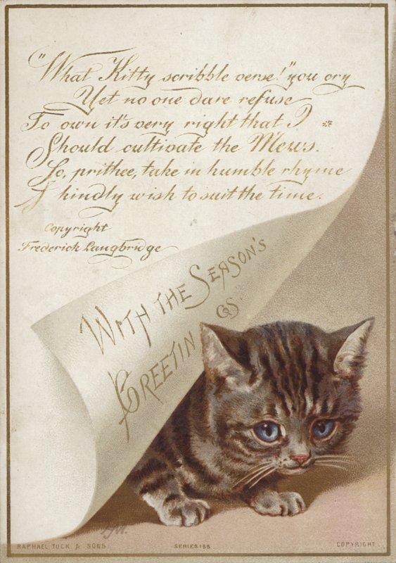 Gatito escondiéndose bajo una carta de American School