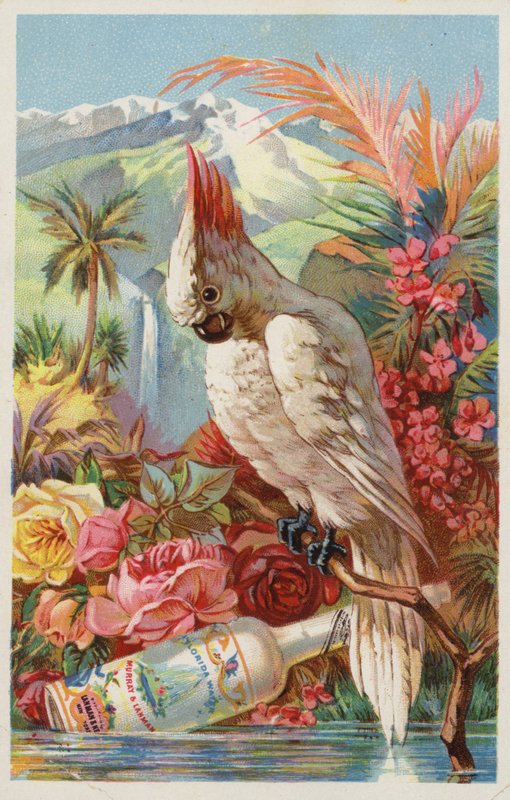 Guacamayo posado con botella de American School