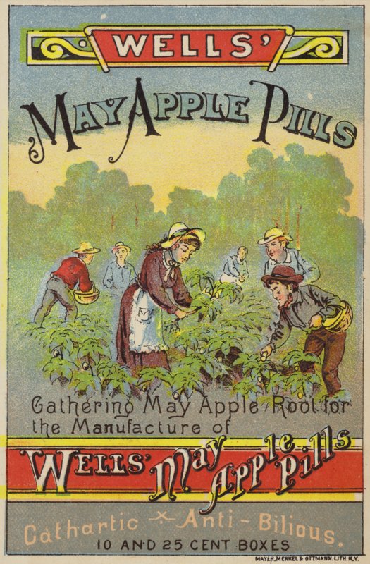 Recogiendo raíces de manzana de mayo de American School