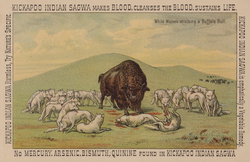 Lobos blancos atacando a un búfalo de American School