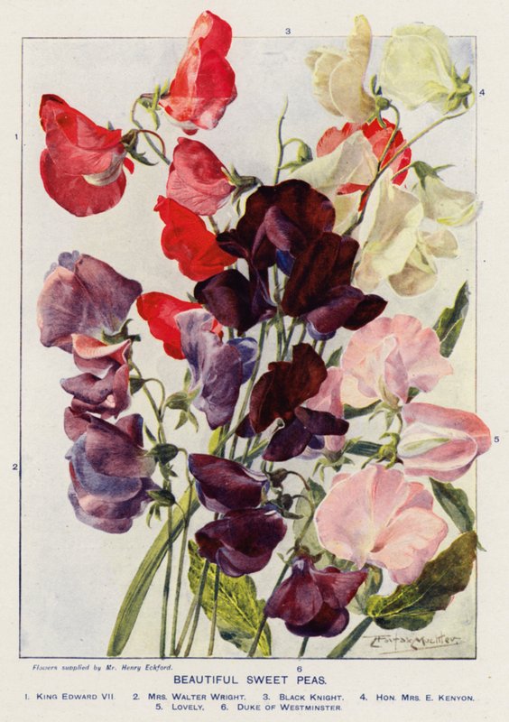 Beautiful Sweet Peas (litografía en color) de Angelo Fairfax Muckley