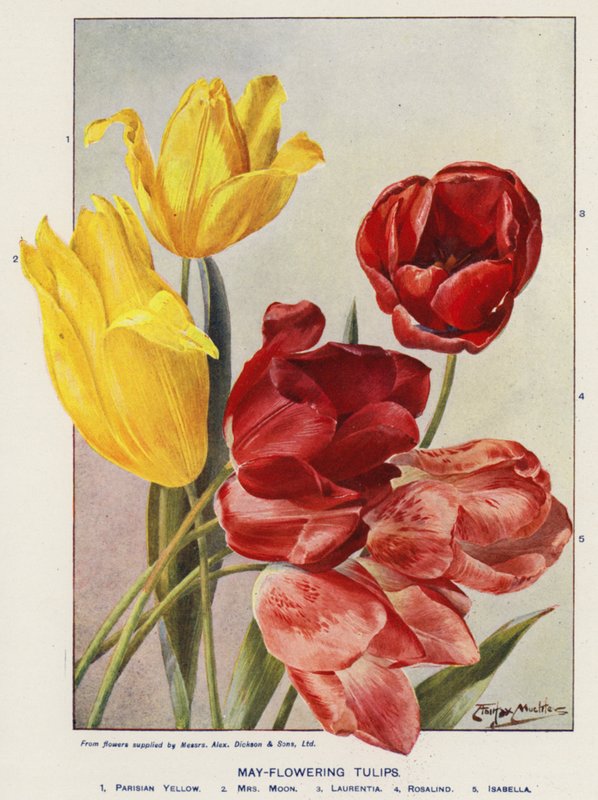Tulipanes de mayo (litografía en color) de Angelo Fairfax Muckley