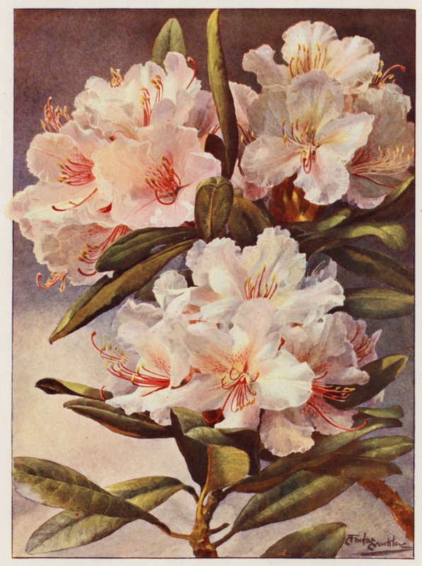 Rododendro Rosa Mundi (litografía en color) de Angelo Fairfax Muckley