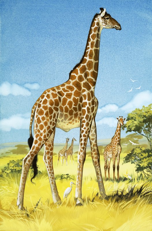 Jirafas de Angus McBride