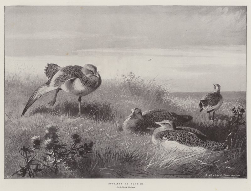 Avutardas al amanecer de Archibald Thorburn