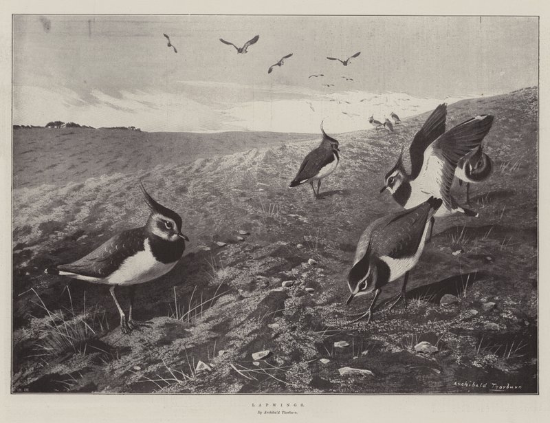 Avefrías de Archibald Thorburn