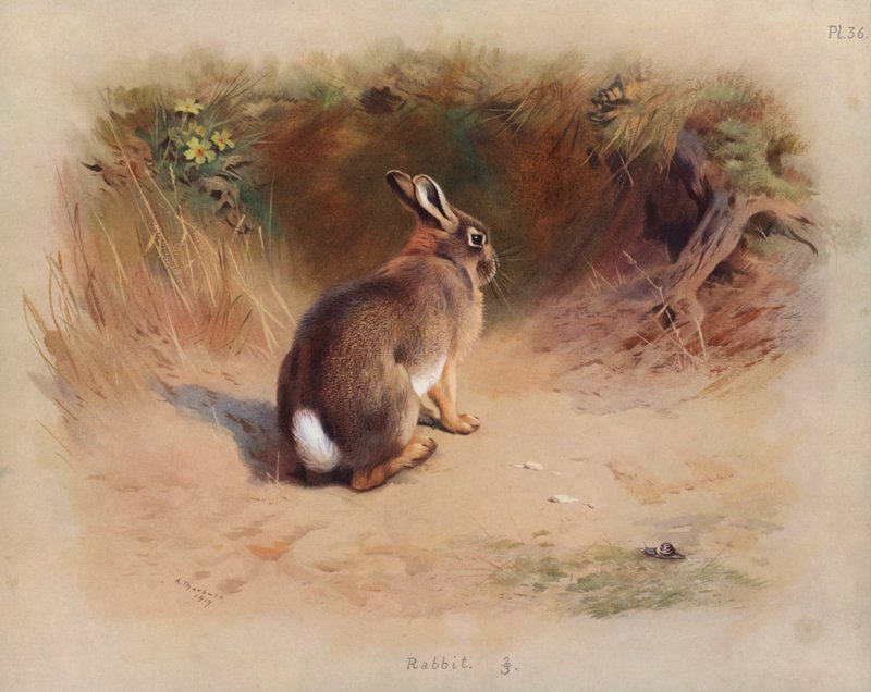 Conejo de Archibald Thorburn
