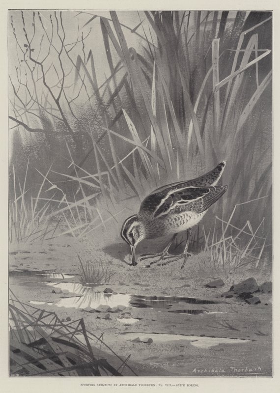 Temas deportivos, Snipe aburrido de Archibald Thorburn