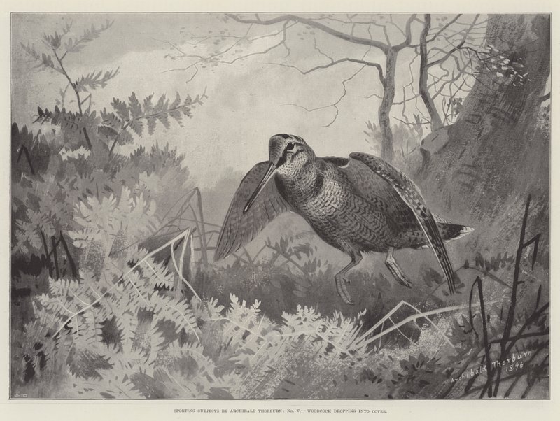 Temas deportivos, Becada cayendo en la cobertura de Archibald Thorburn