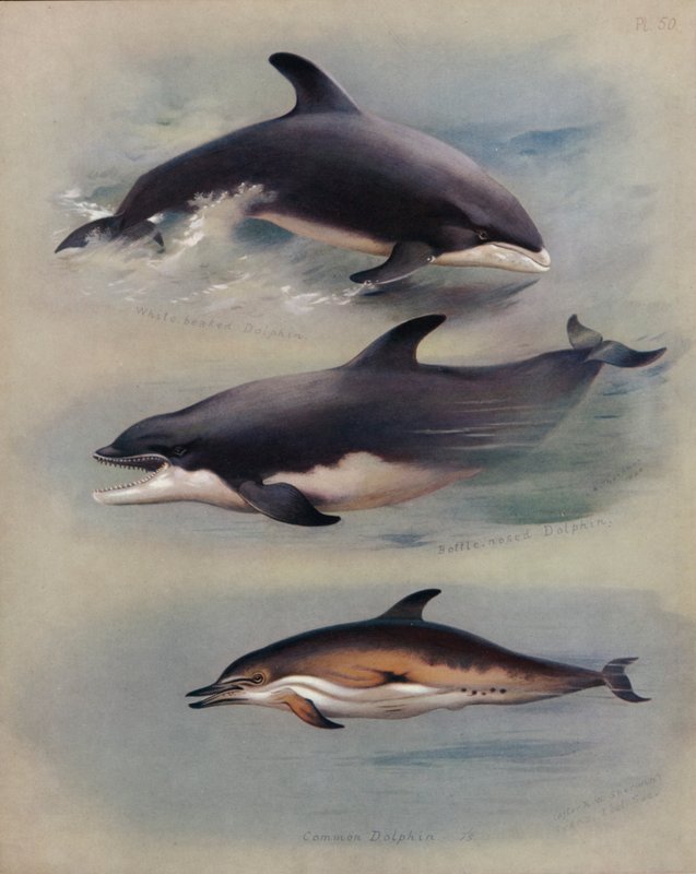 Delfín de Pico Blanco, Delfín Nariz de Botella, Delfín Común de Archibald Thorburn