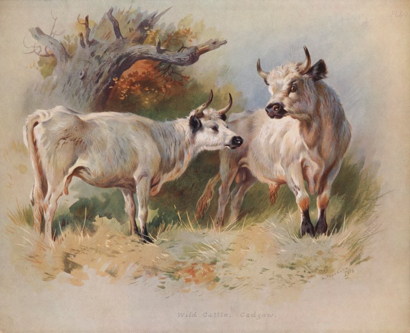 Ganado Salvaje, Cadzow de Archibald Thorburn