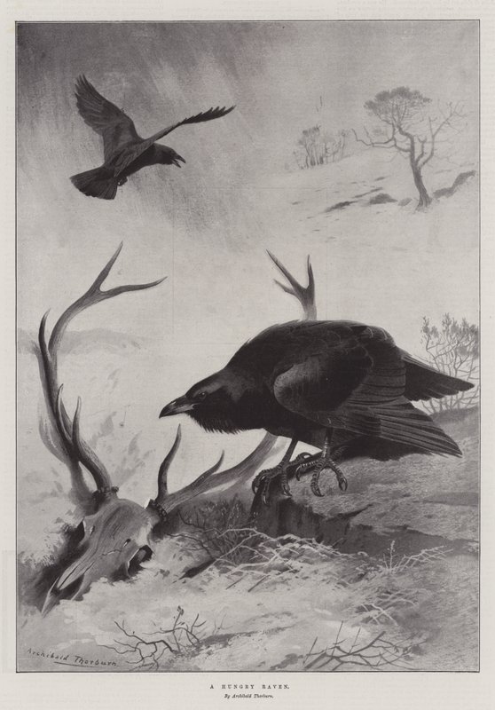 Un cuervo hambriento de Archibald Thorburn