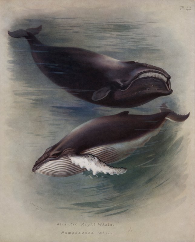 Ballena Franca Atlántica, Ballena Jorobada de Archibald Thorburn