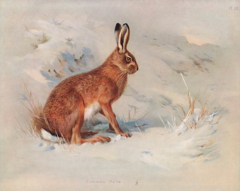 Liebre Común de Archibald Thorburn