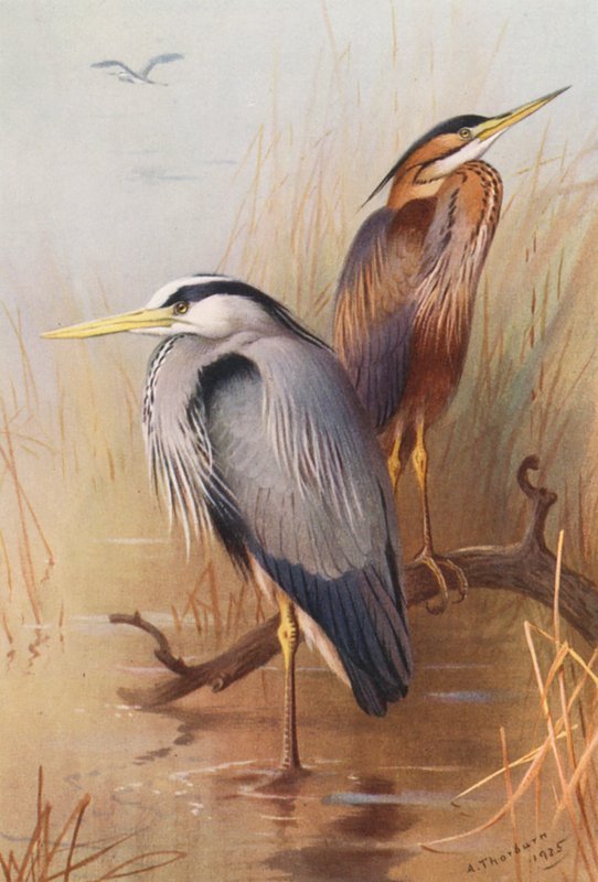 Garza común, Garza imperial (litografía en color) de Archibald Thorburn