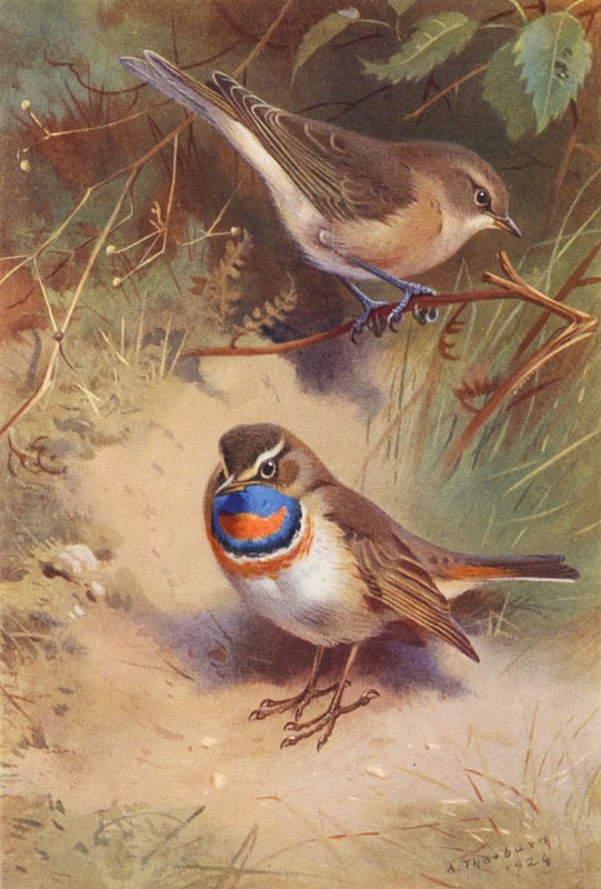 Carricero común, Pechiazul ártico (litografía en color) de Archibald Thorburn
