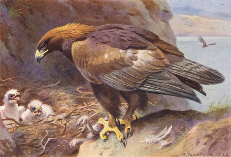Águila real (litografía en color) de Archibald Thorburn