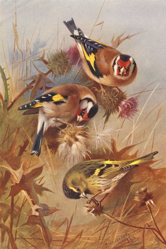 Jilguero, Lúgano (litografía en color) de Archibald Thorburn