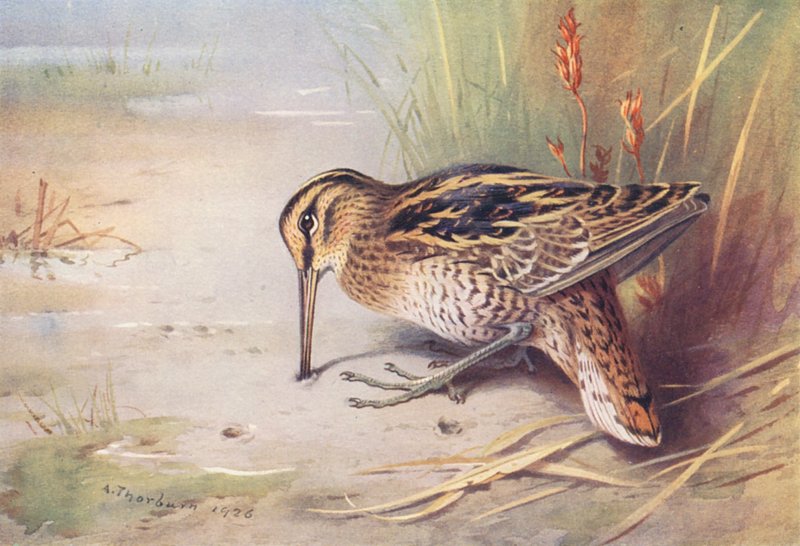 Agachadiza común (litografía en color) de Archibald Thorburn