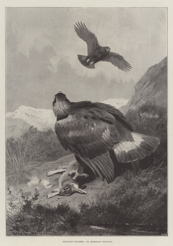 Cazadores Furtivos de las Tierras Altas de Archibald Thorburn