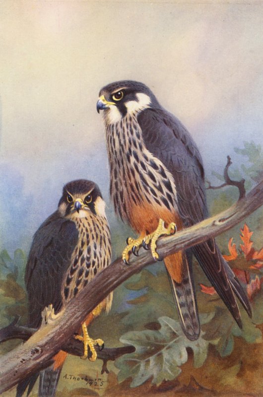 Hobby (masculino y femenino) (litografía en color) de Archibald Thorburn