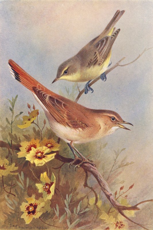 Reinita icterina, Reinita rufo (litografía en color) de Archibald Thorburn