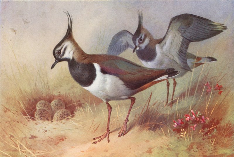 Avefría (macho y hembra) (litografía en color) de Archibald Thorburn