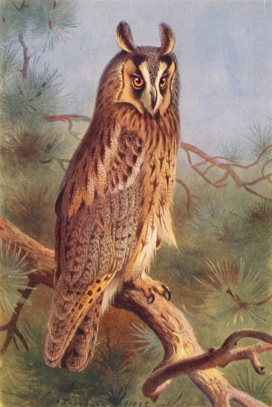 Búho chico (litografía en color) de Archibald Thorburn