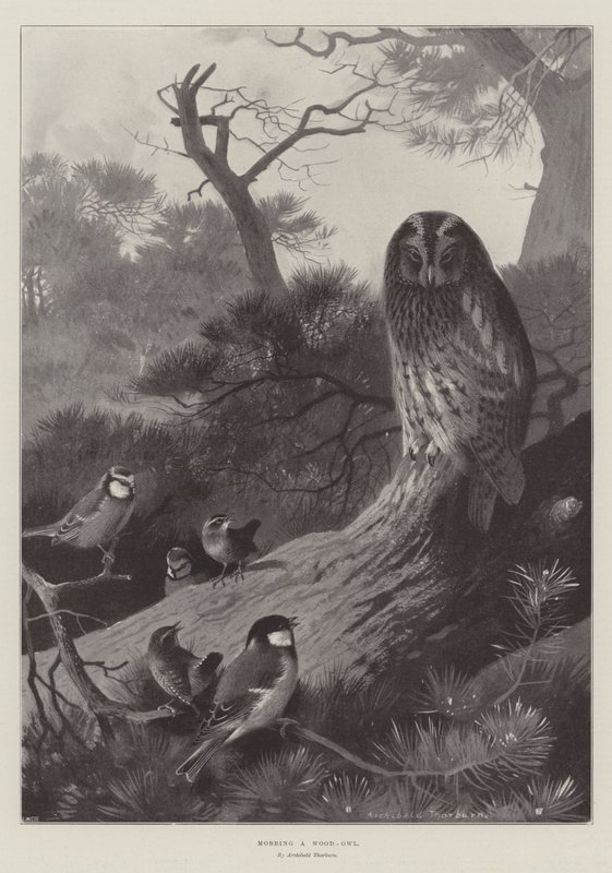 Acosando a un búho de madera de Archibald Thorburn