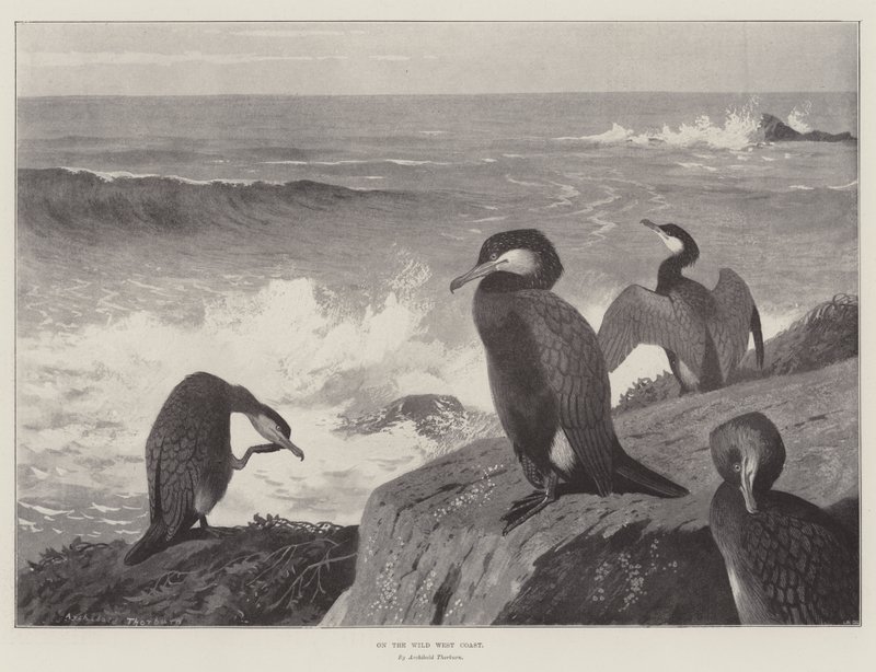 En la costa salvaje del oeste de Archibald Thorburn