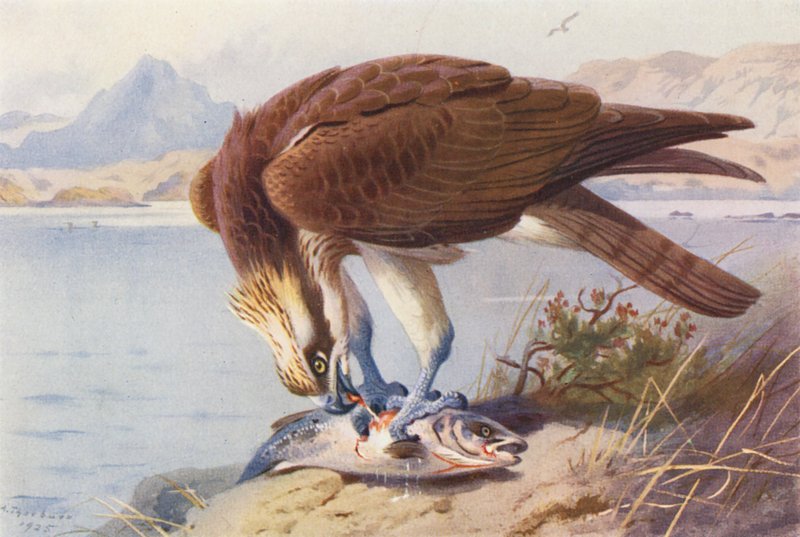 Águila pescadora (litografía en color) de Archibald Thorburn