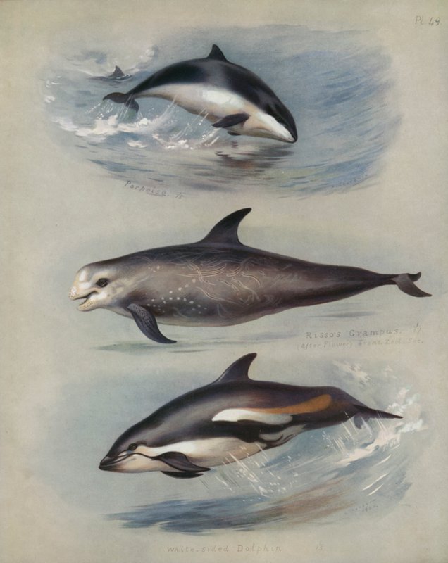Marsopa, Delfín de Risso, Delfín de Lados Blancos de Archibald Thorburn
